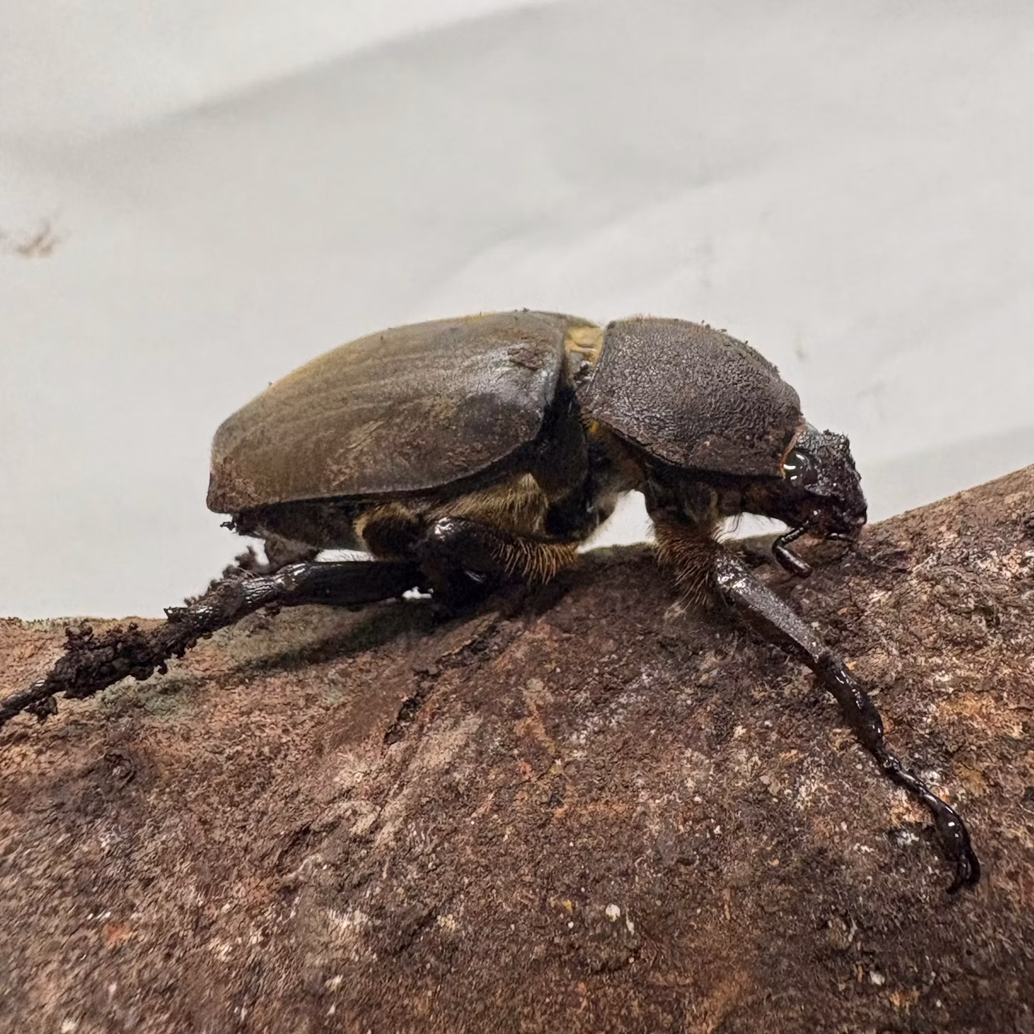 カブトムシたちをご紹介！