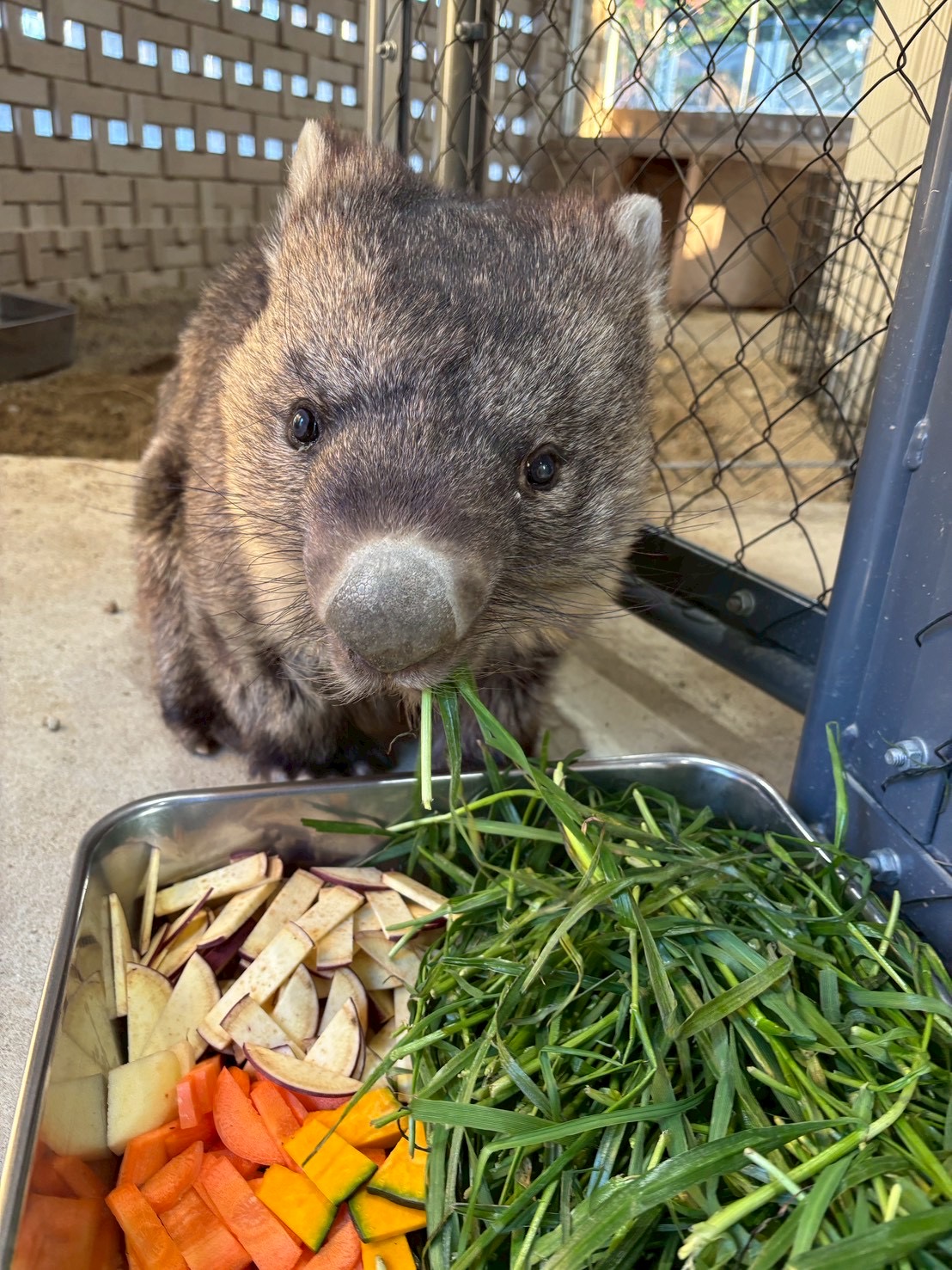 「ワイン」の世界最高齢の更新を記念しまして、ワインの誕生日特別配信を行います