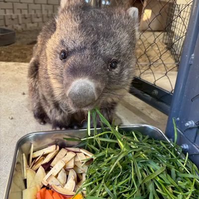 「ワイン」の世界最高齢の更新を記念しまして、ワインの誕生日特別配信を行います