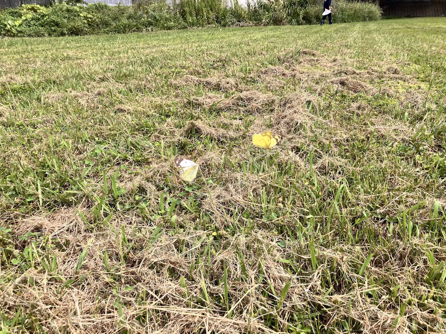 猪名川流域生態調査②