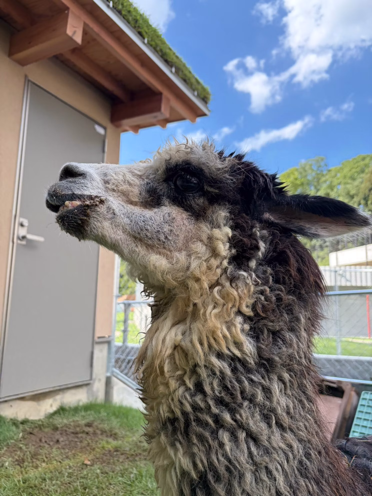 アルパカのオークンについて