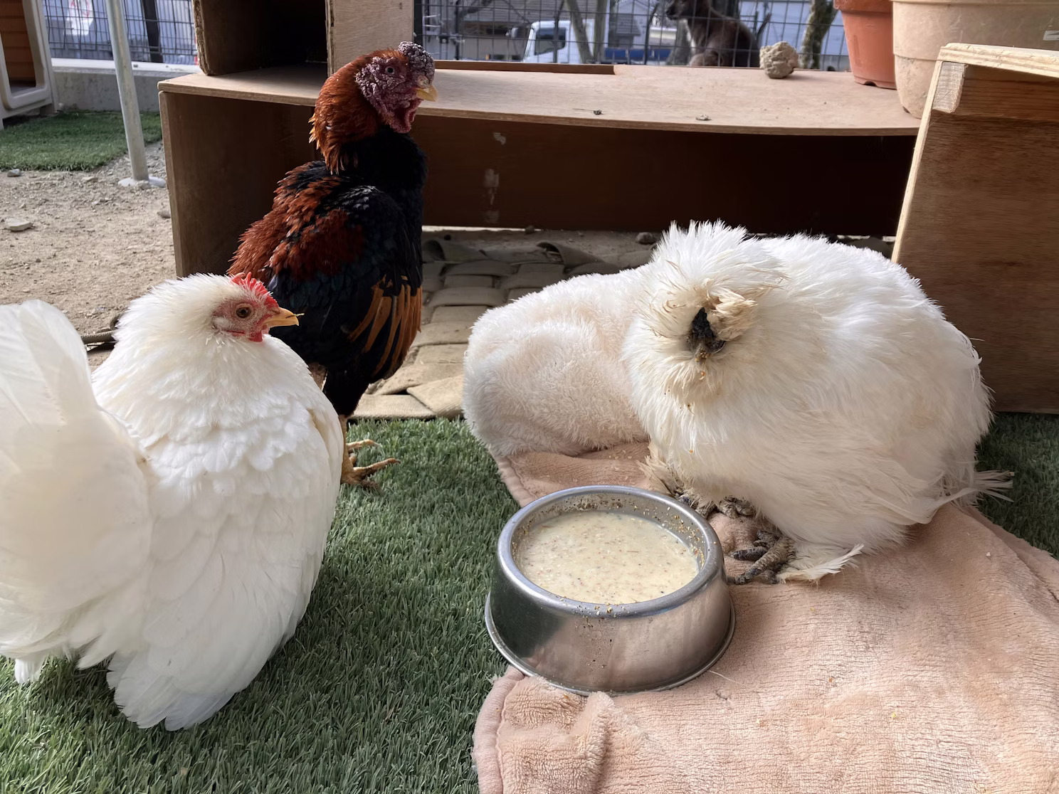 ニワトリのチャメちゃん