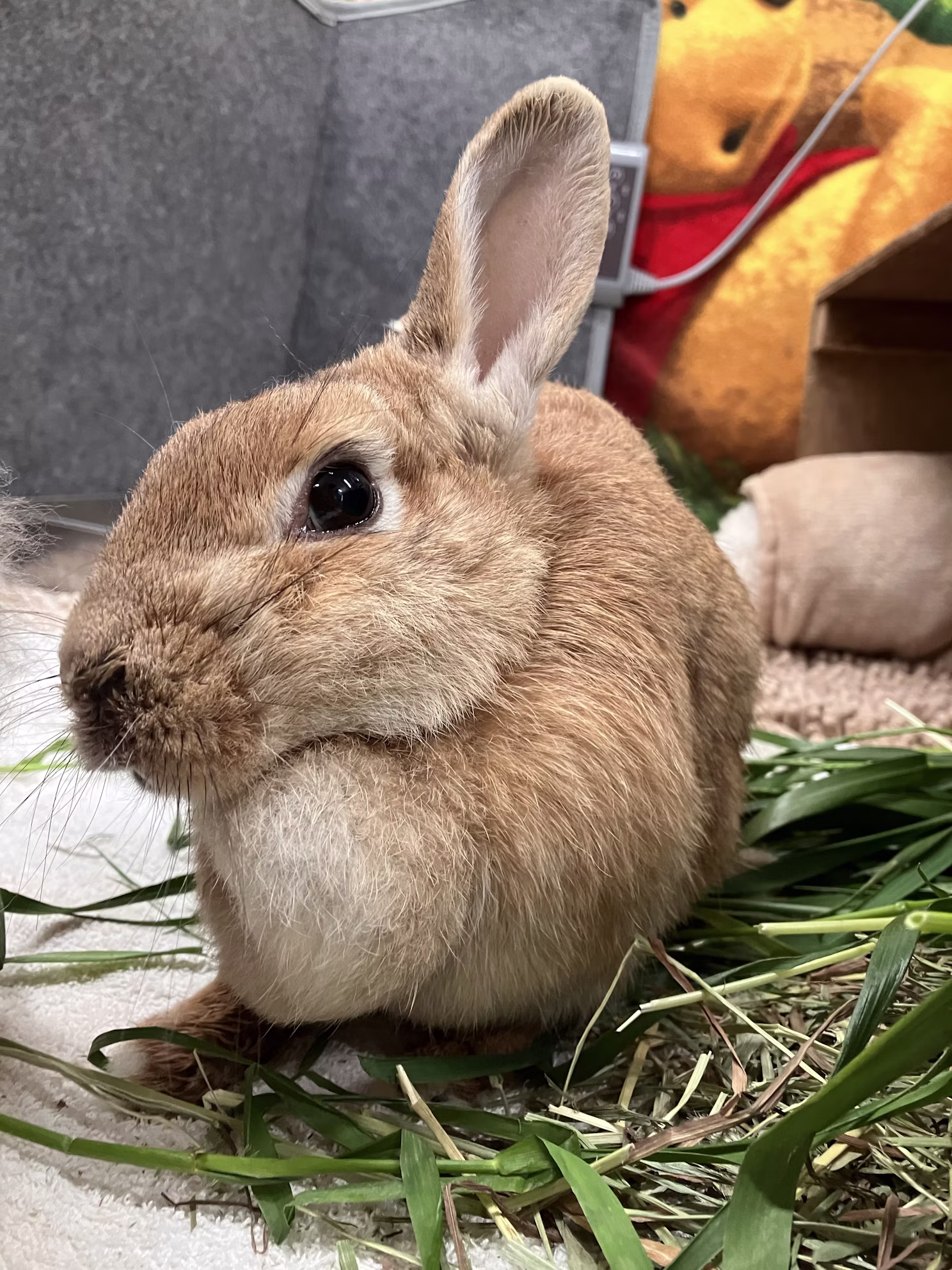 【訃報】クッキーありがとう
