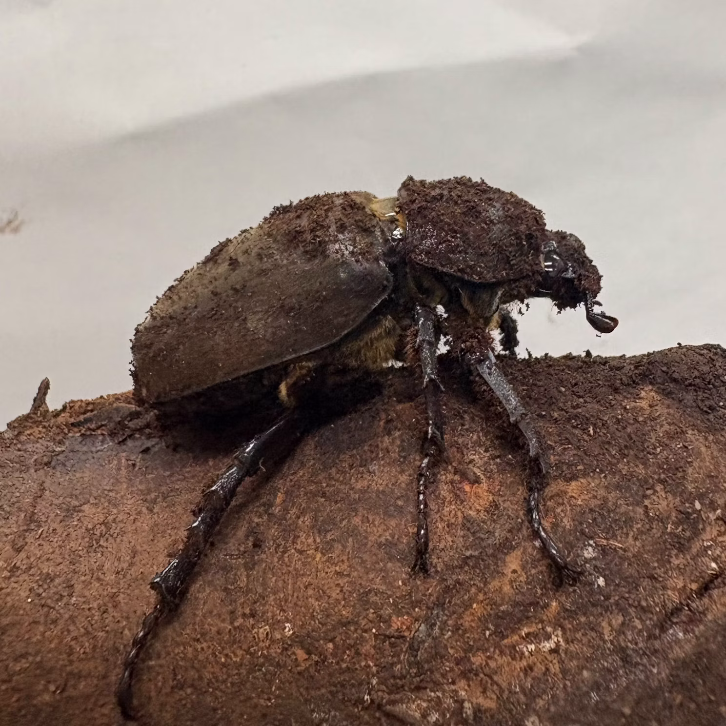 カブトムシたちをご紹介！