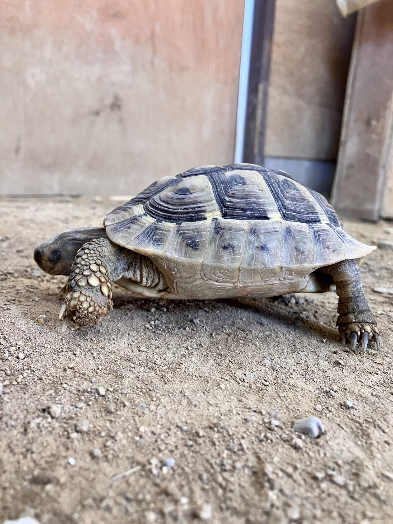 キング！実は・・・！