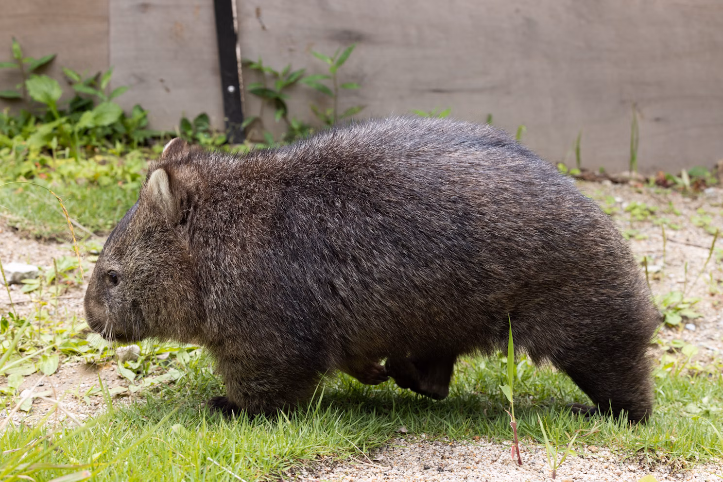 ウォンバットってどんな動物？噂の真相を研究者に聞いてみた！
