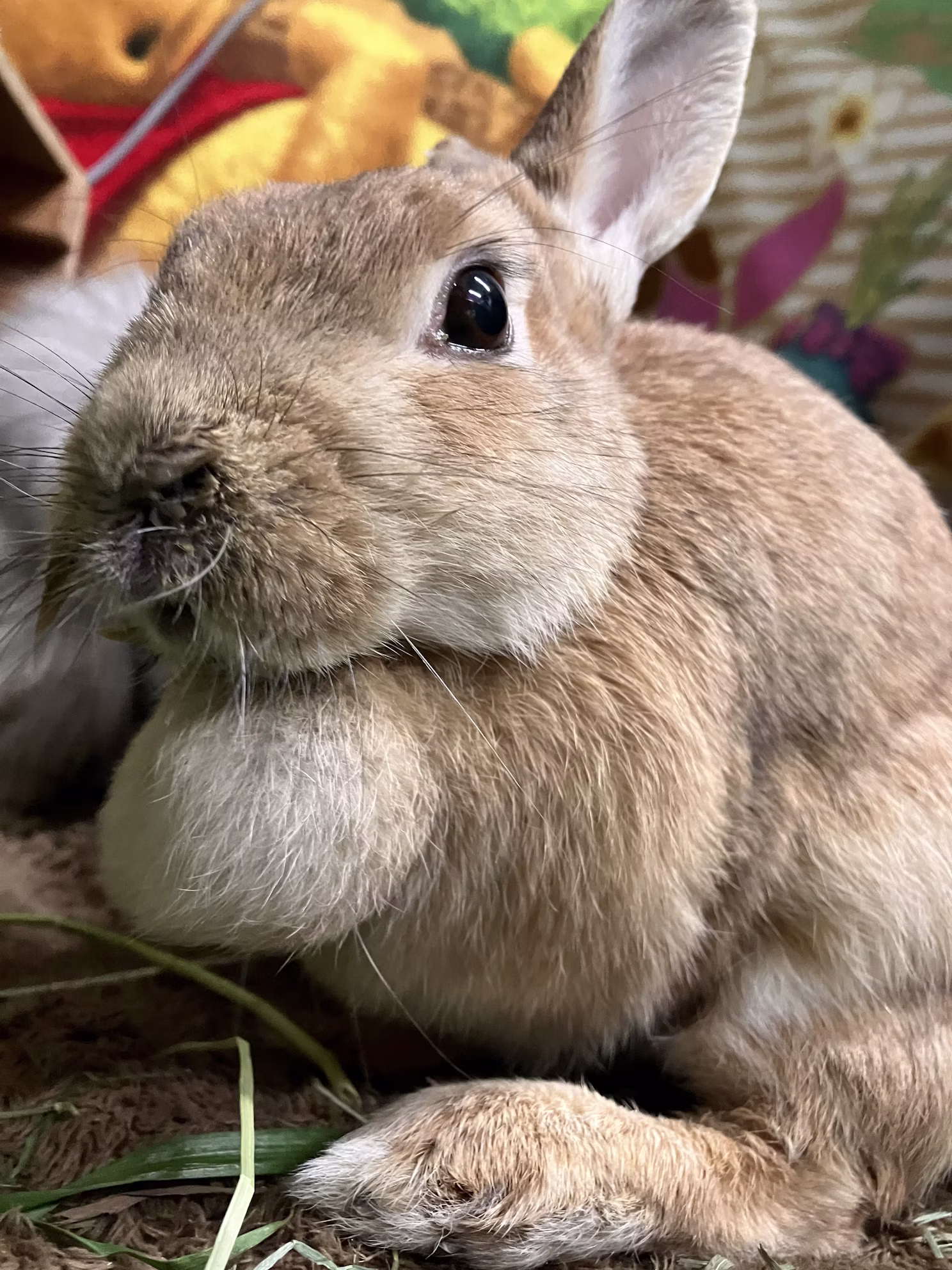 ウサギのクッキーについて