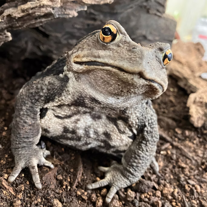 ヒキガエルの一生サバイバル!