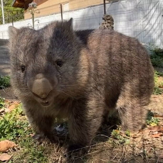 環境エンリッチメントってなあに?