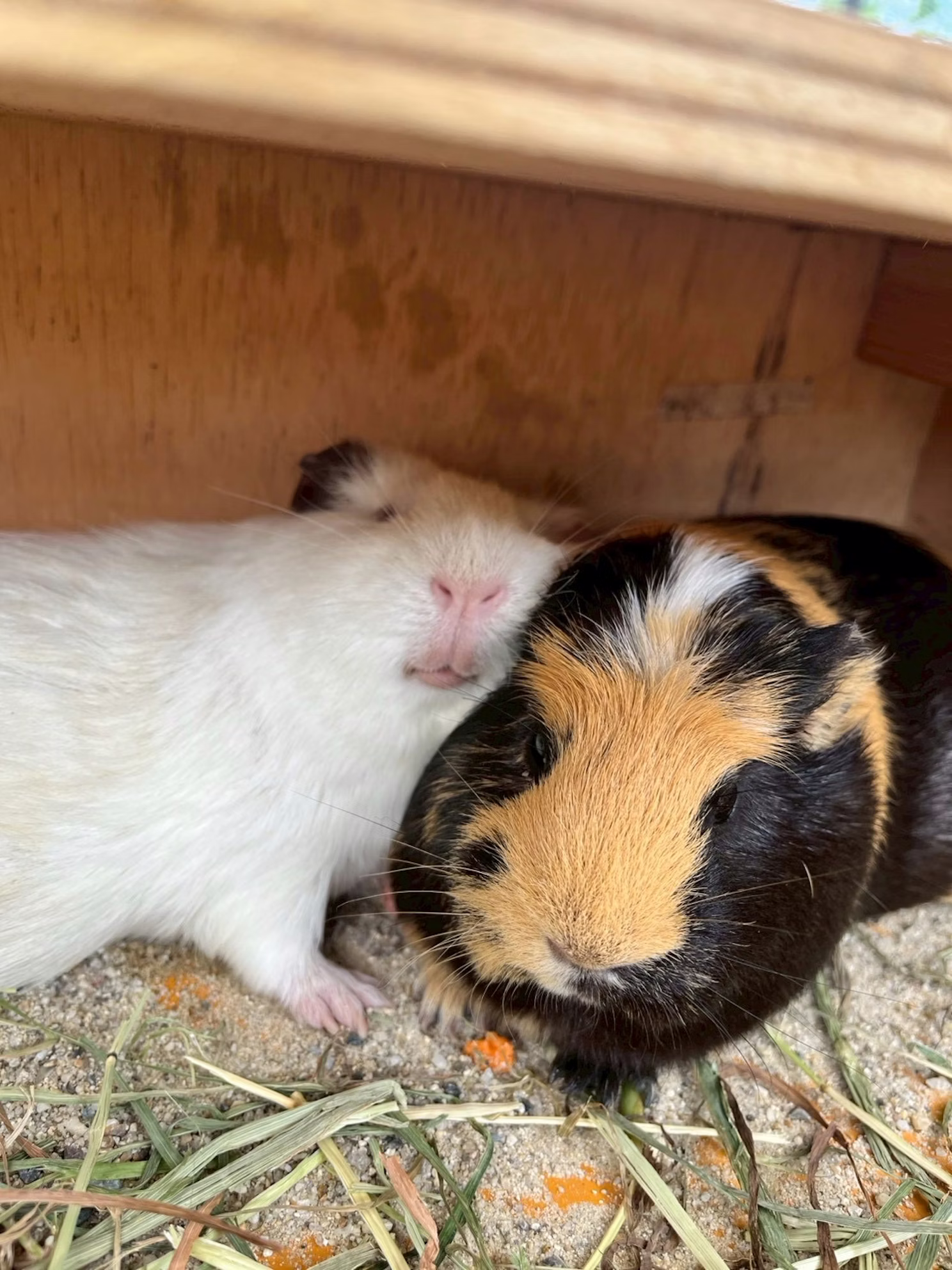 【訃報】おもちありがとう