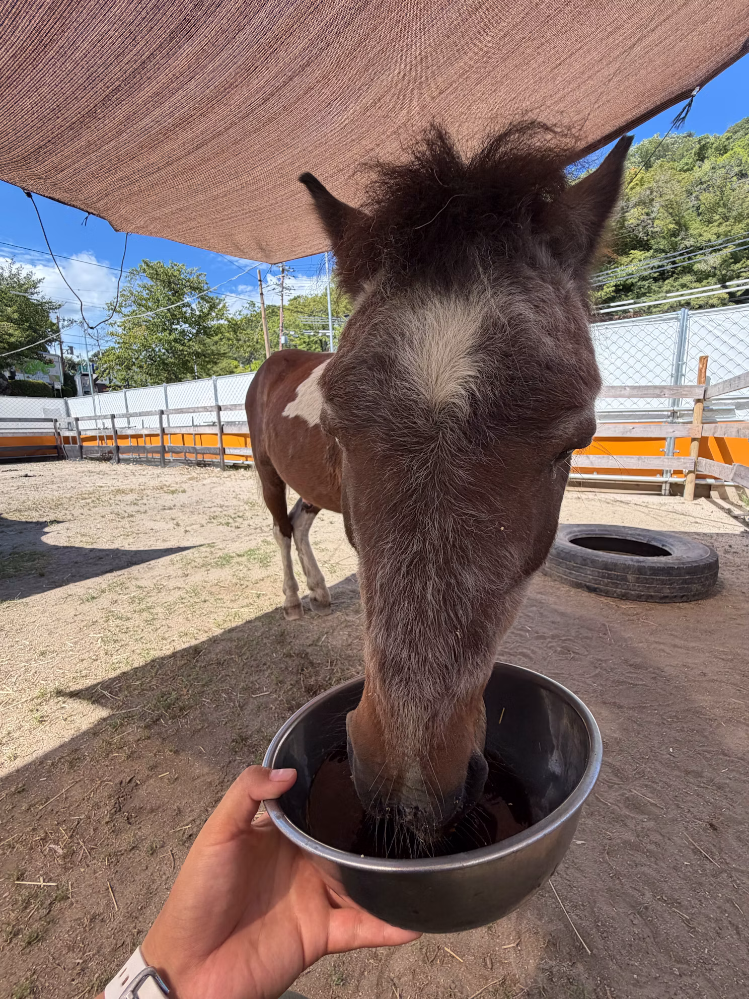 ポニーのテキサスについて②