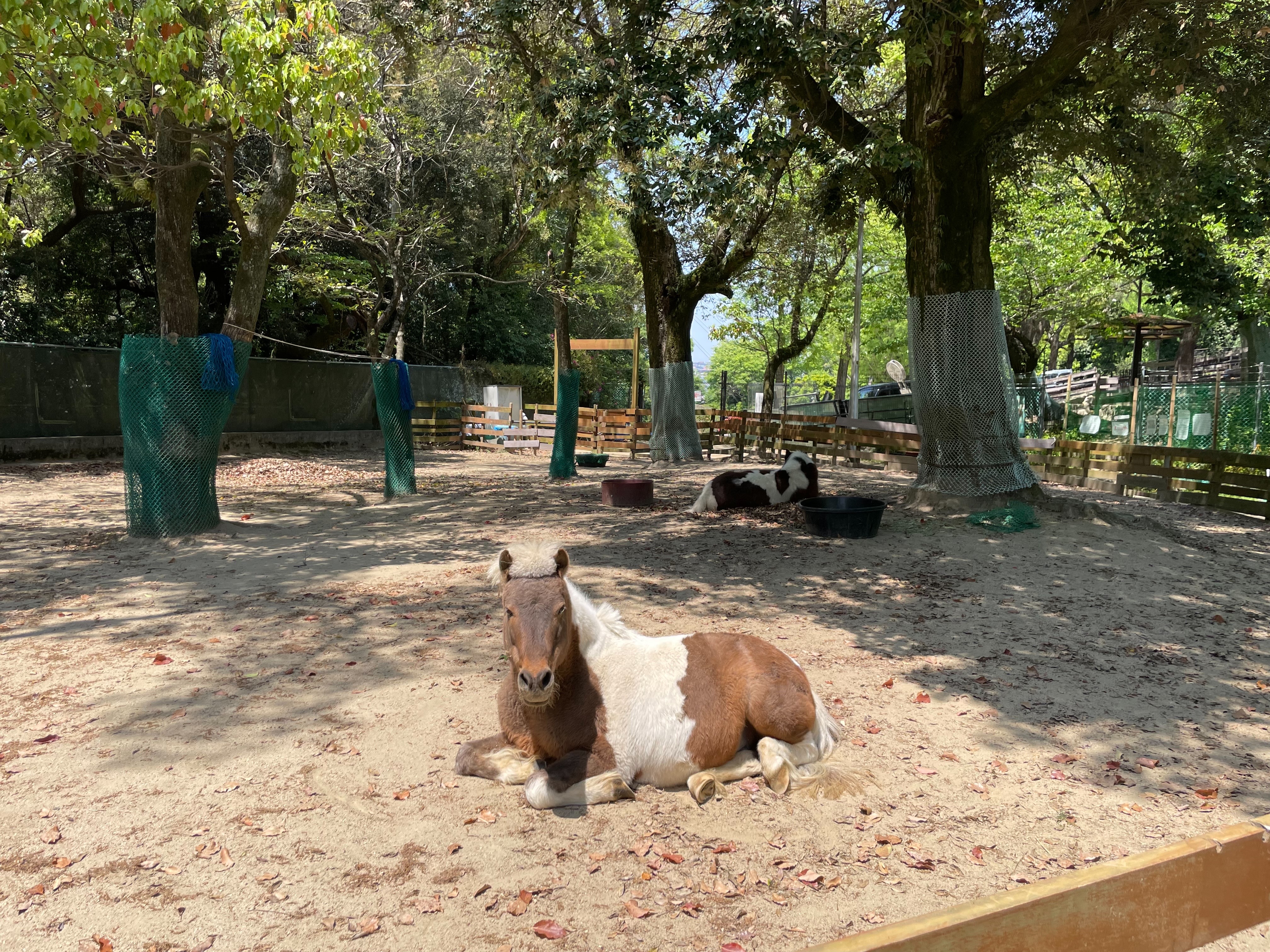 ポニーたちの近況について🐴