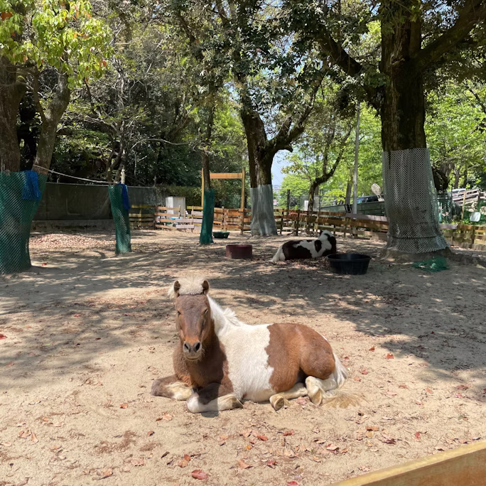 ポニーたちの近況について🐴