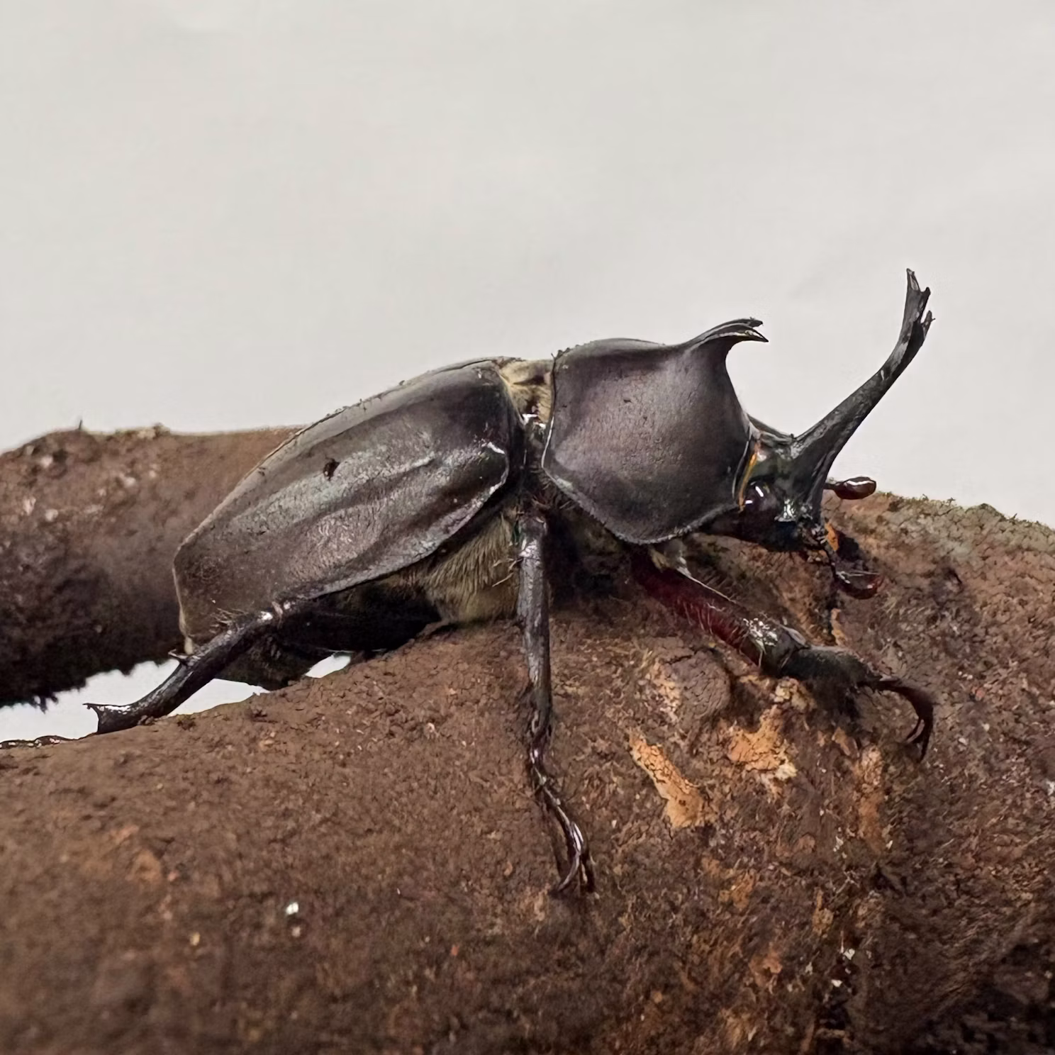カブトムシたちをご紹介！
