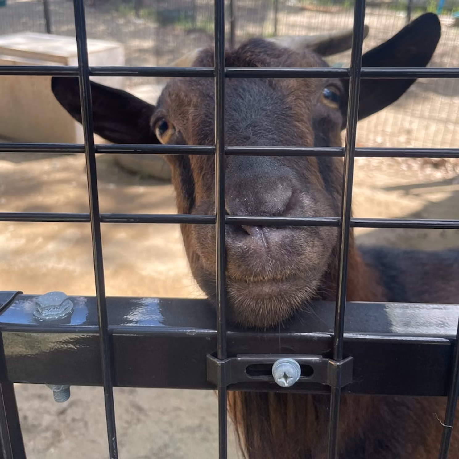 動物福祉ってなあに？