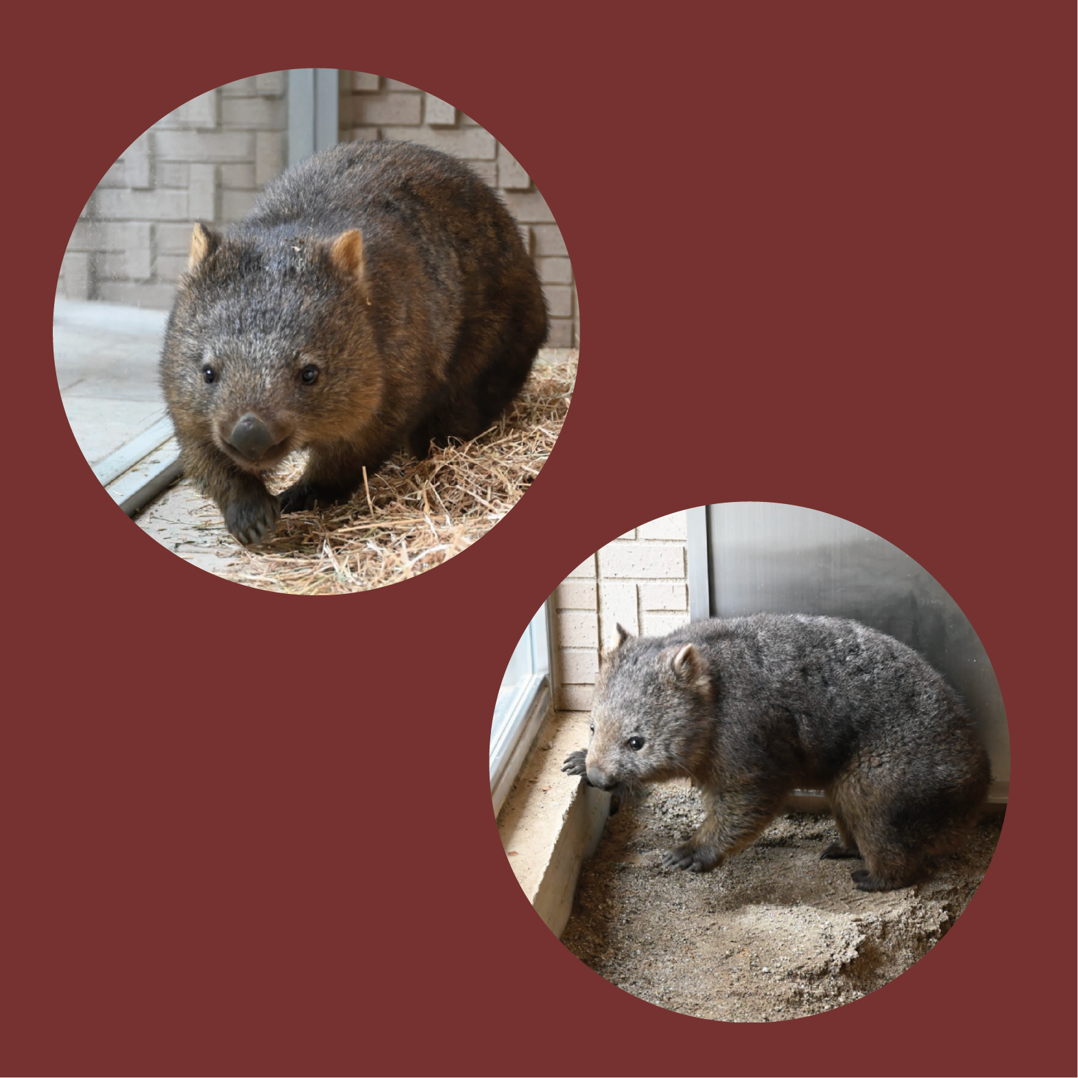 Satsukiyama DAYZOOに、２頭のウォンバットがやってきた！