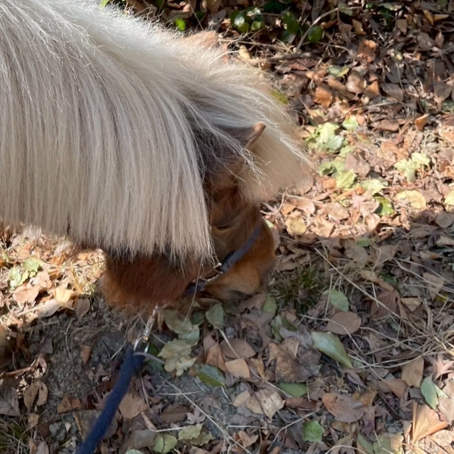 ポニーたちの近況について🐴