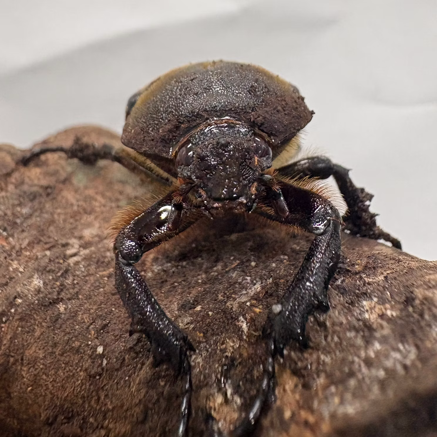 カブトムシたちをご紹介！