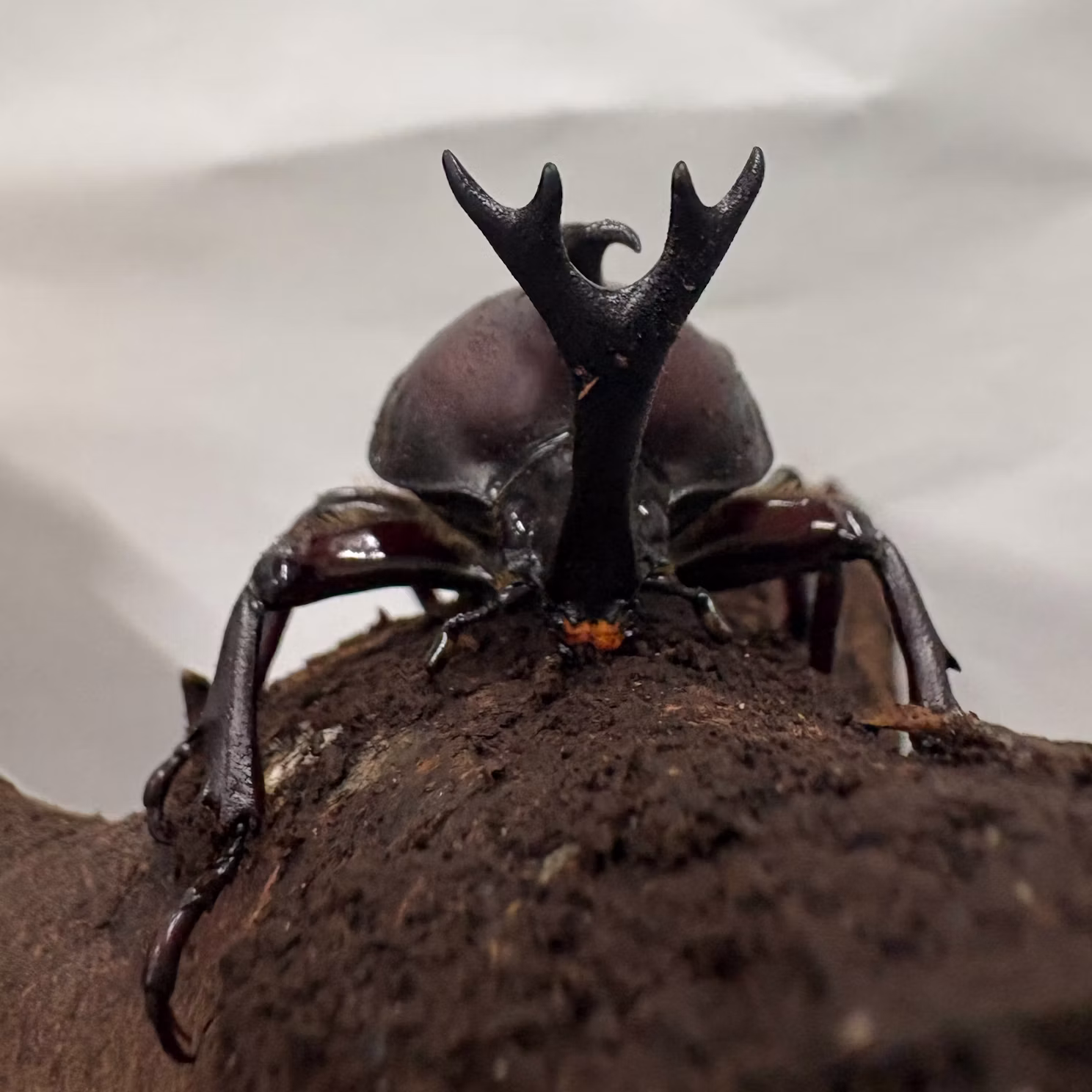 カブトムシたちをご紹介！