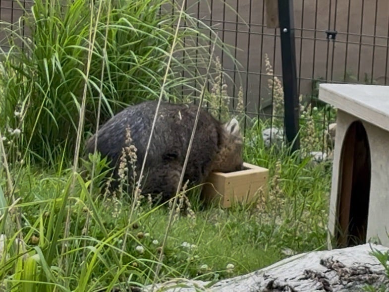 環境エンリッチメントの現場から〜ウォンバット・フィーダー編