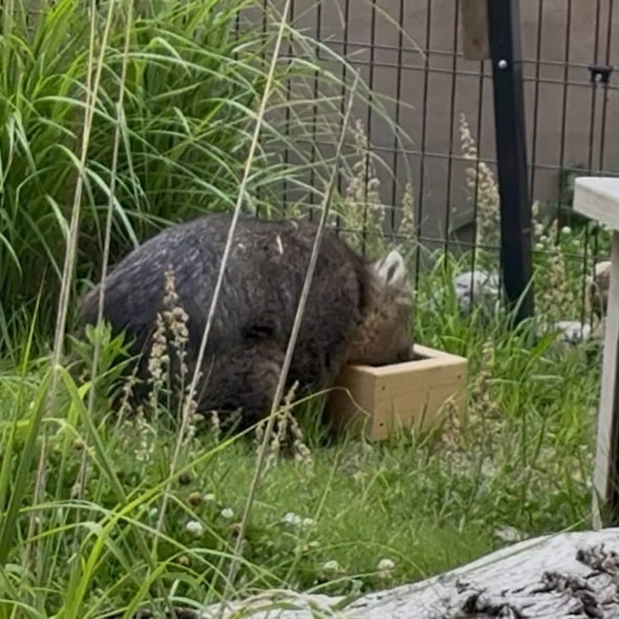 環境エンリッチメントの現場から〜ウォンバット・フィーダー編