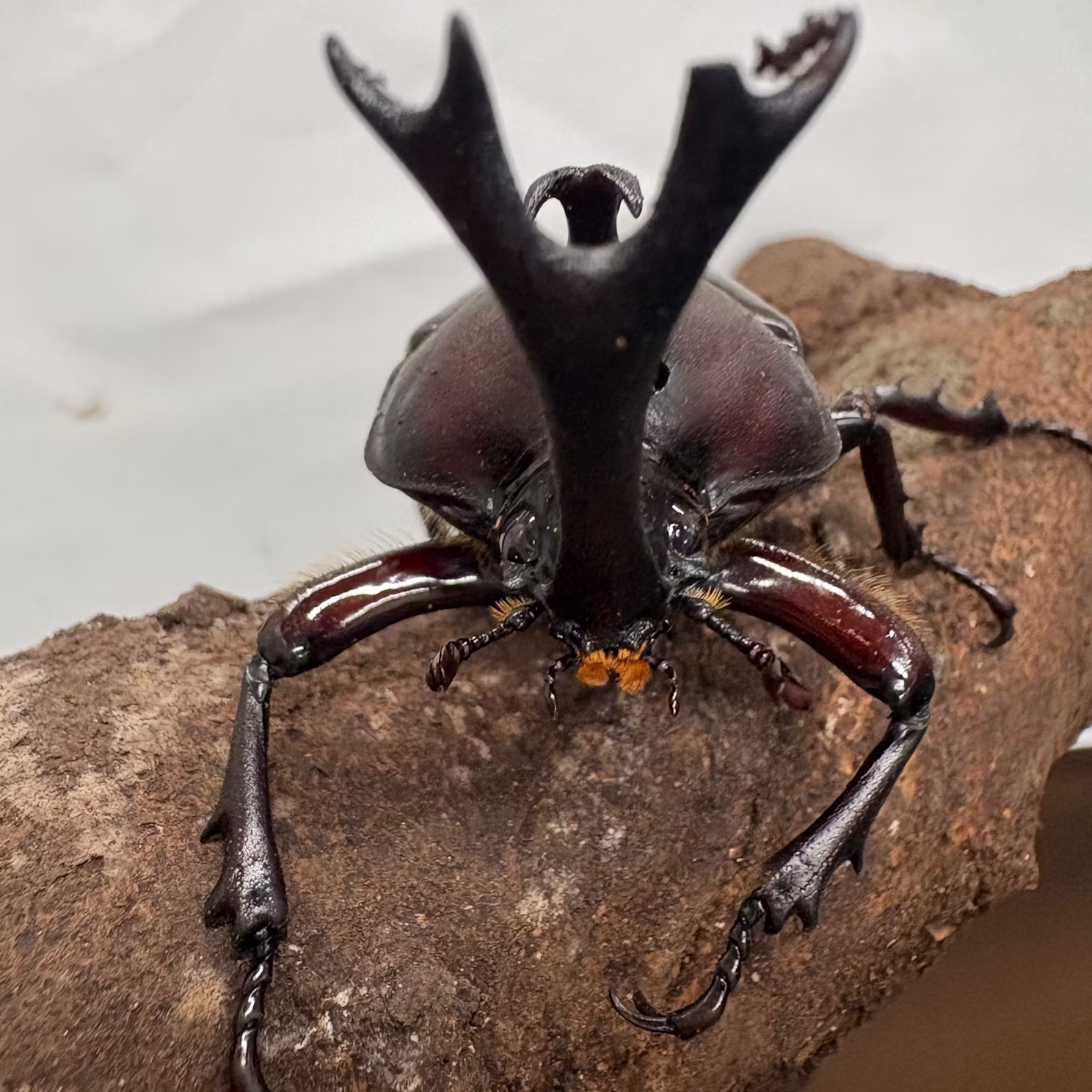 カブトムシたちをご紹介！