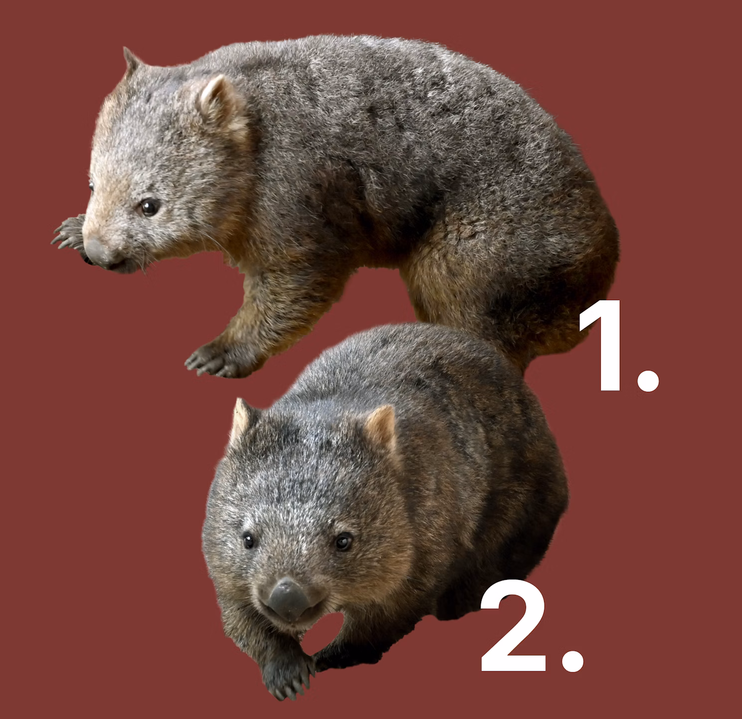 新しい２頭のウォンバットお名前募集