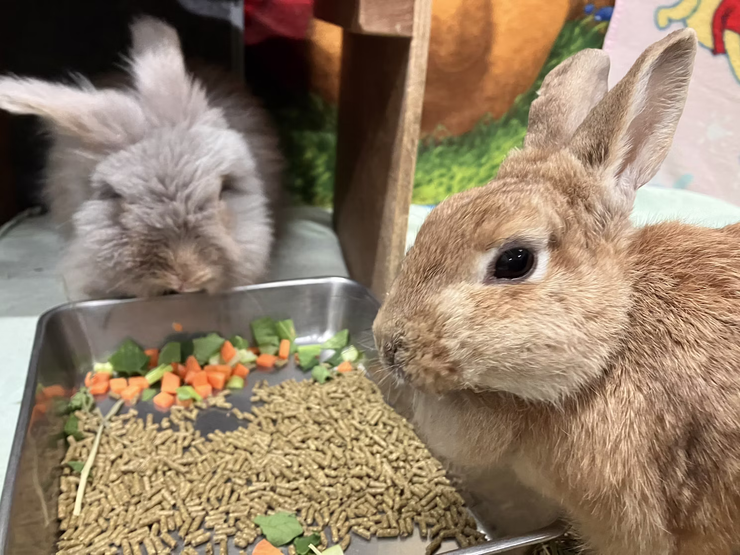 【訃報】クッキーありがとう