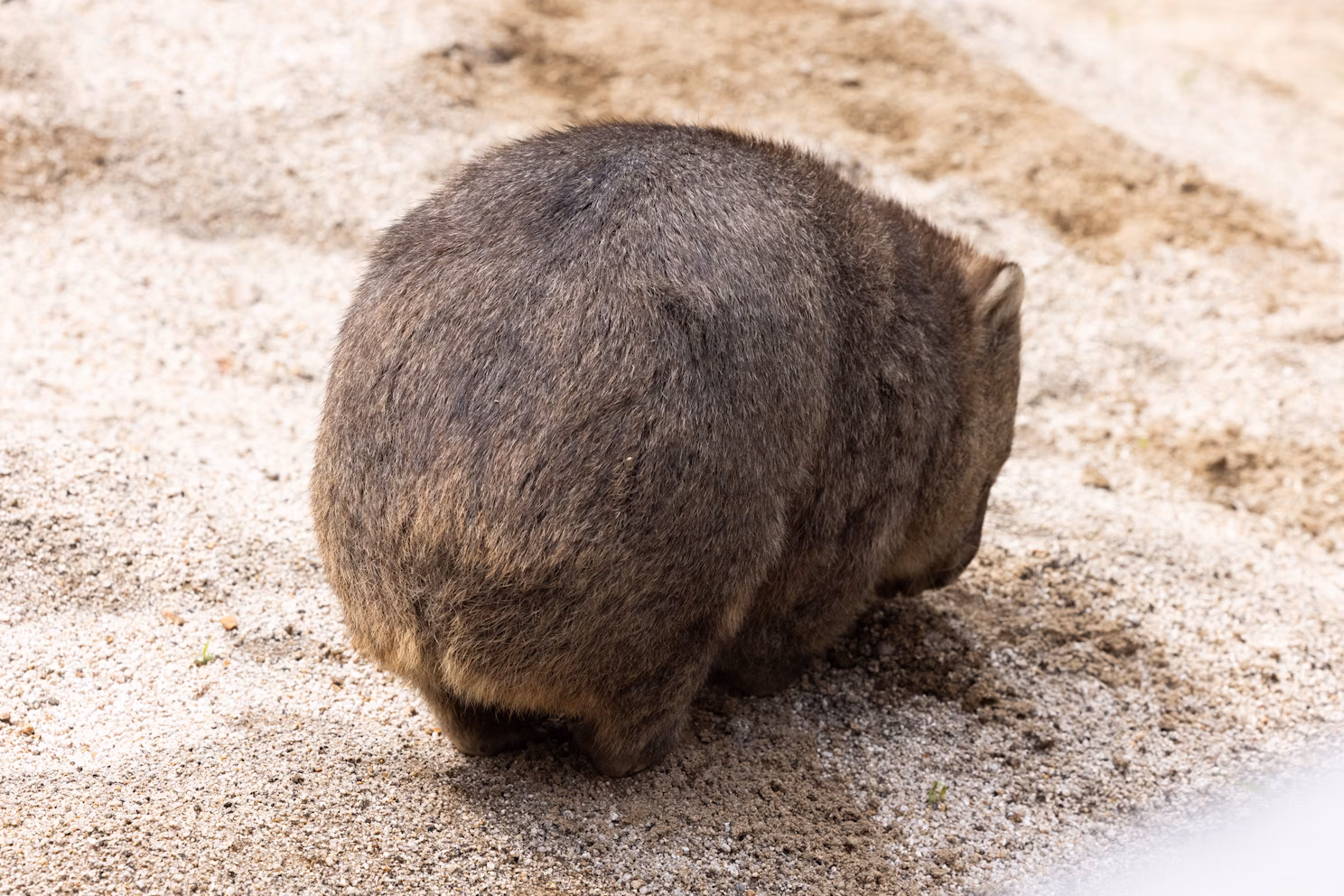 ウォンバットってどんな動物？噂の真相を研究者に聞いてみた！