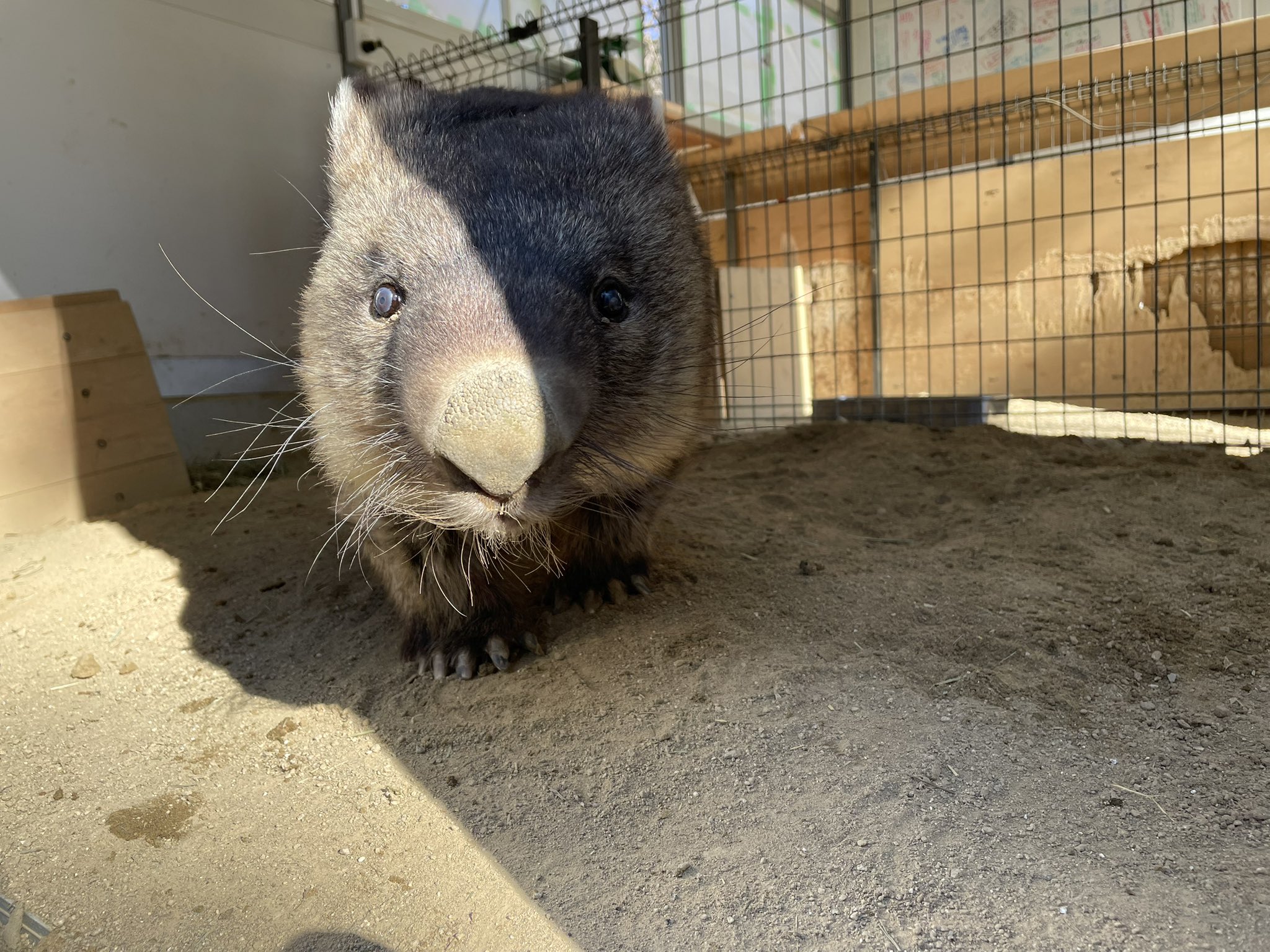 ワインとユキの、まるで夫婦な関係