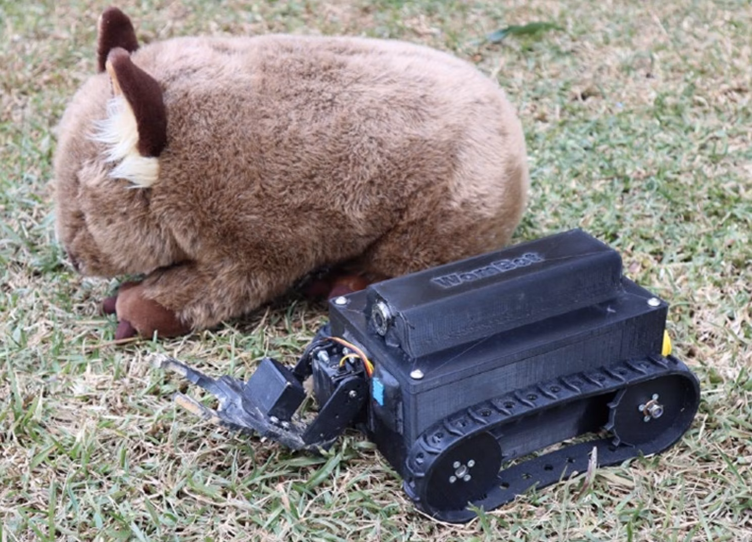 ウォンバットってどんな動物？噂の真相を研究者に聞いてみた！