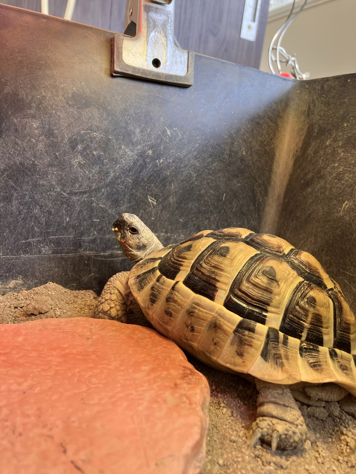 キング！実は・・・！