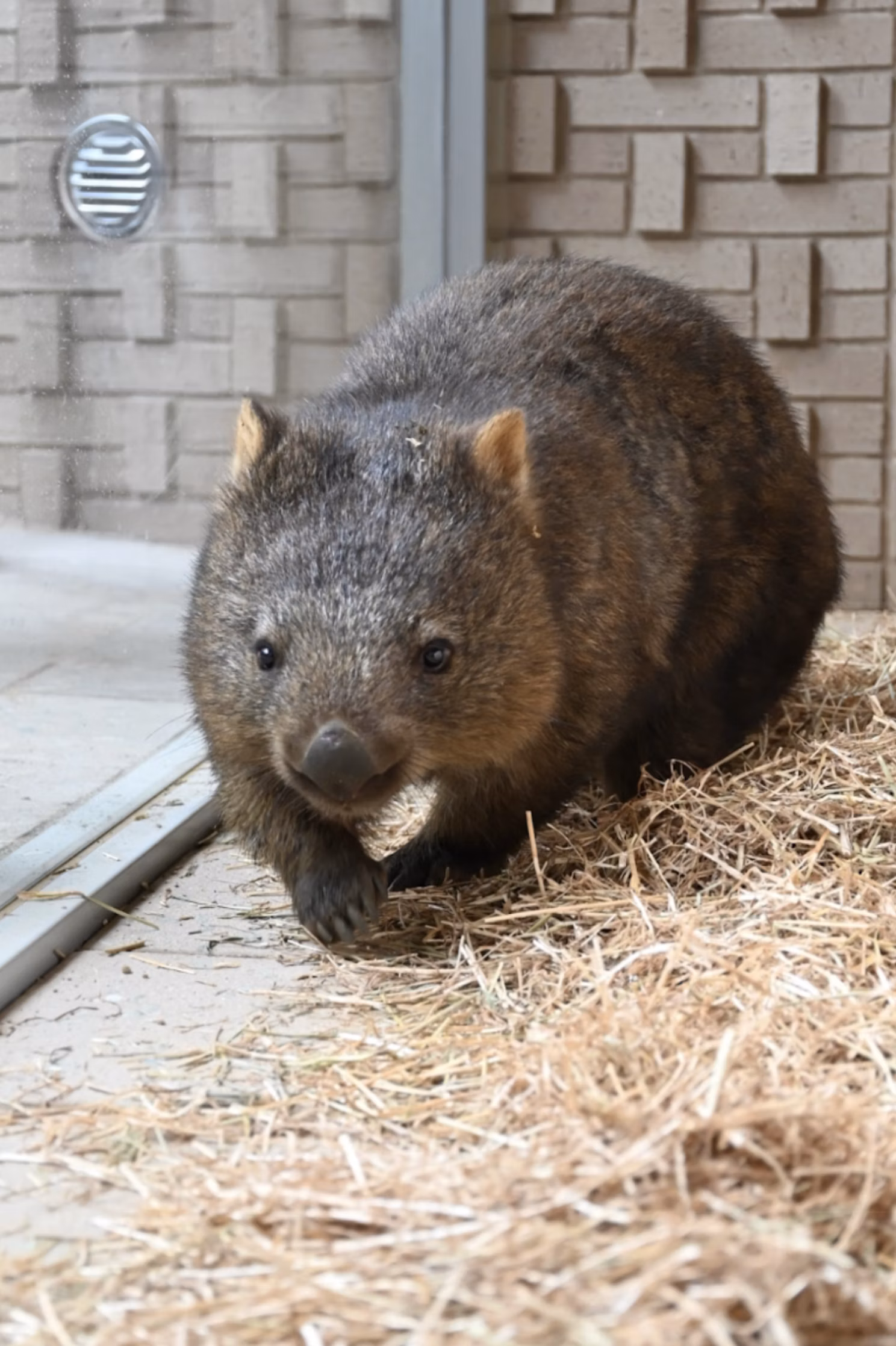 さつきやまDAYZOOに、２頭のウォンバットがやってきた！