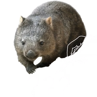 新ウォンバットお名前募集の受付は終了しました