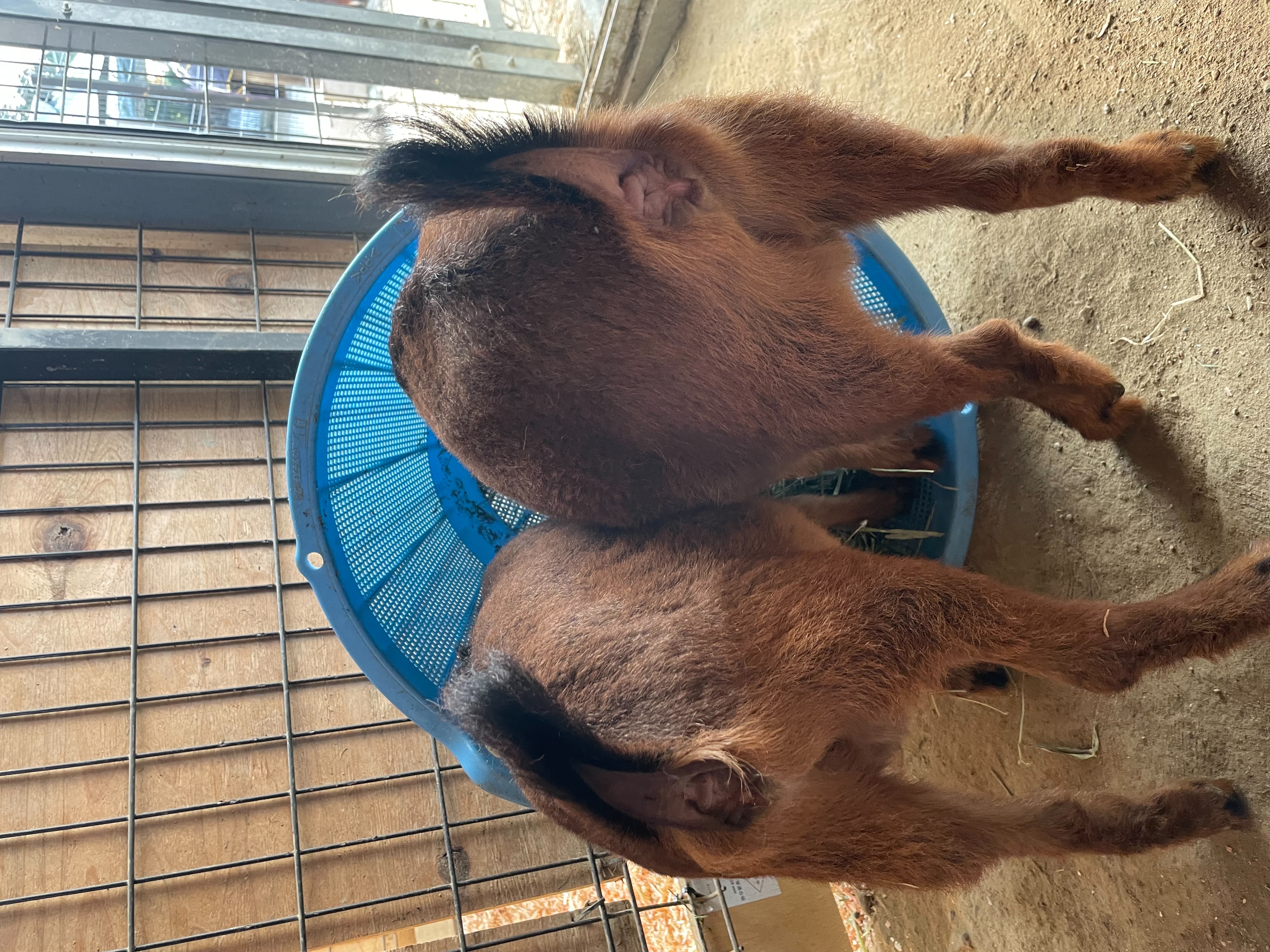 環境エンリッチメント