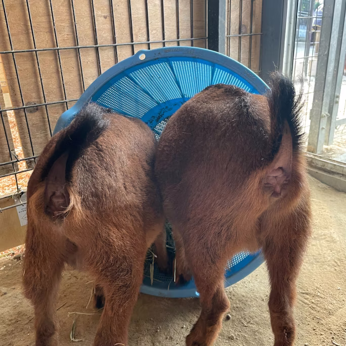 環境エンリッチメント