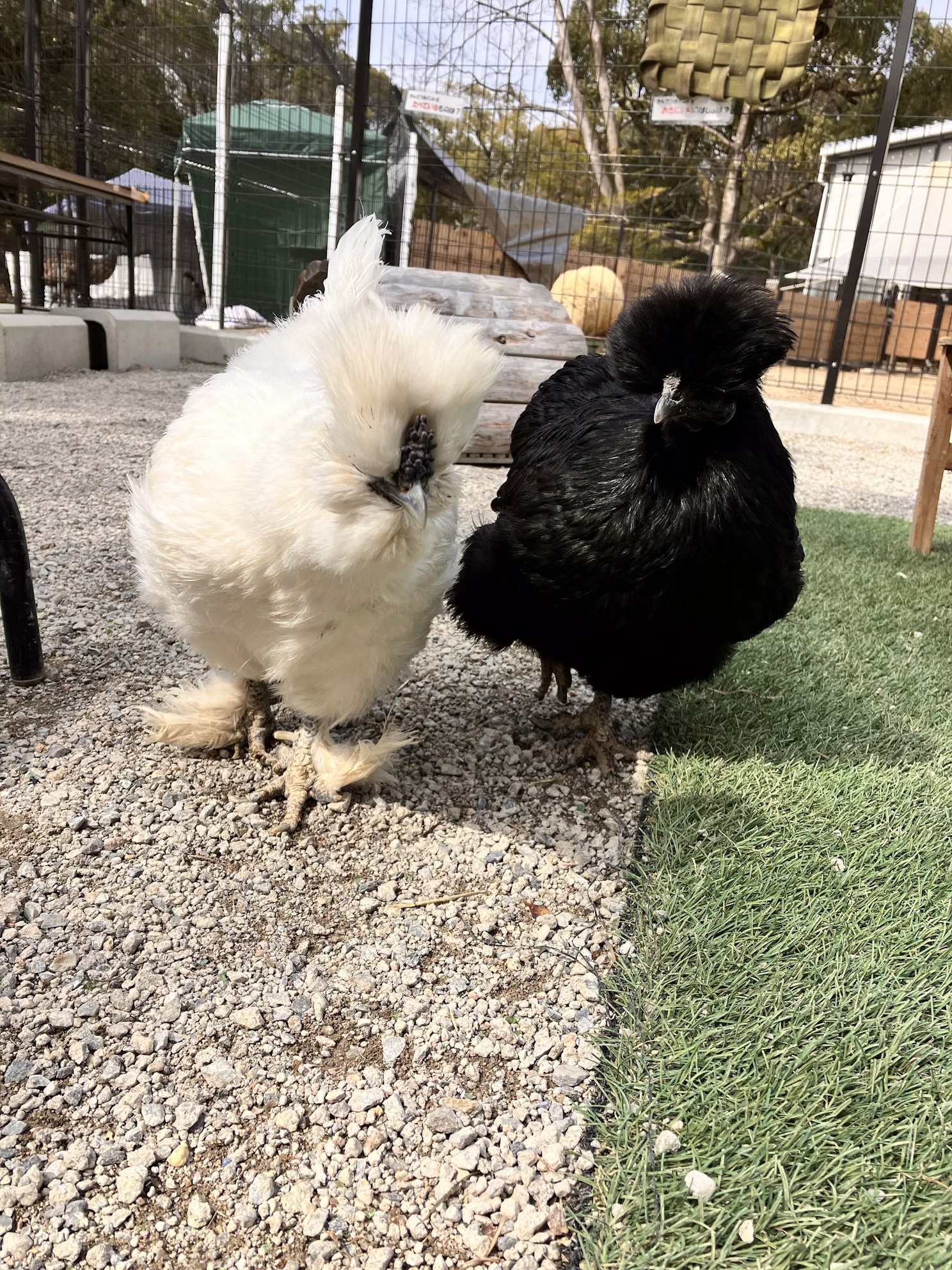 ニワトリのチャメちゃん