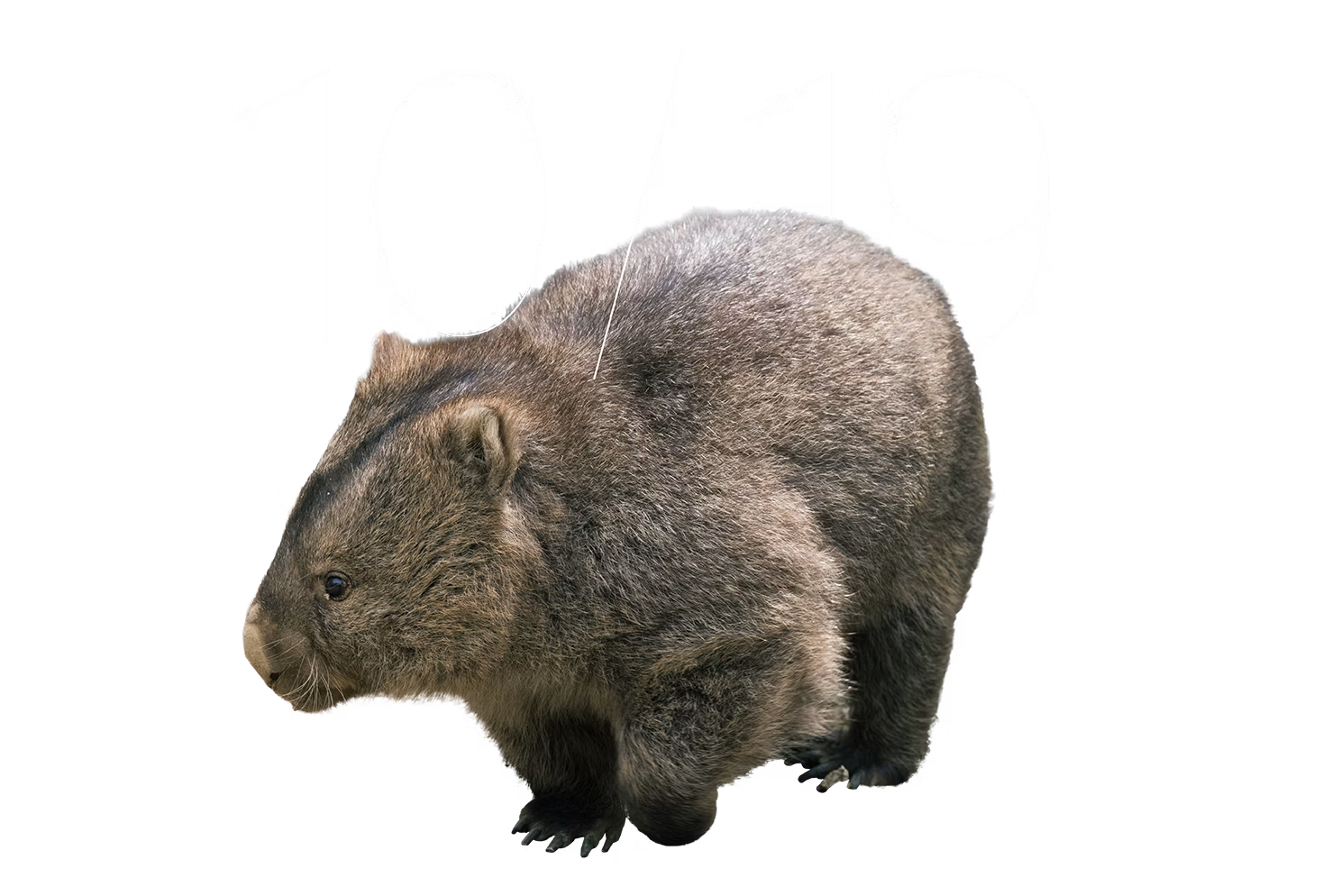 ウォンバットの日 2025