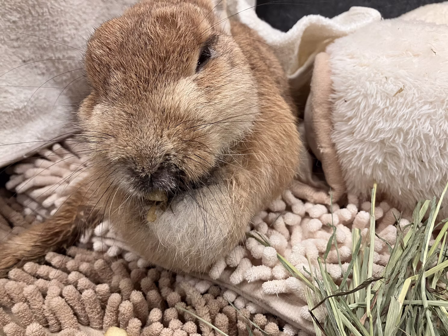 【訃報】クッキーありがとう