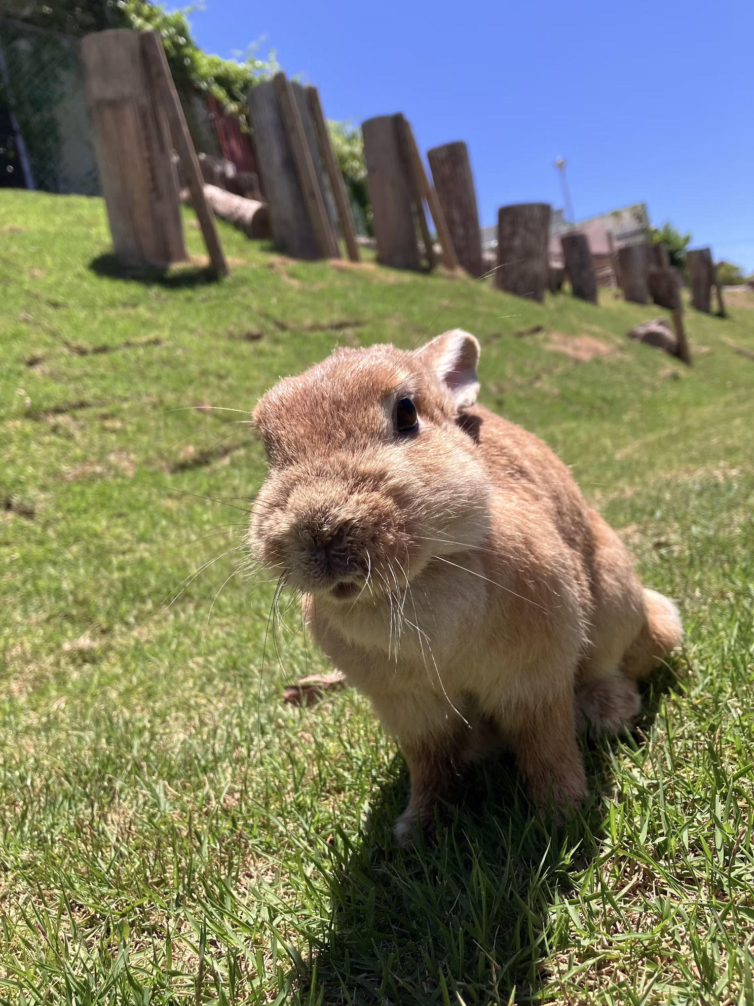 ウサギのクッキーについて