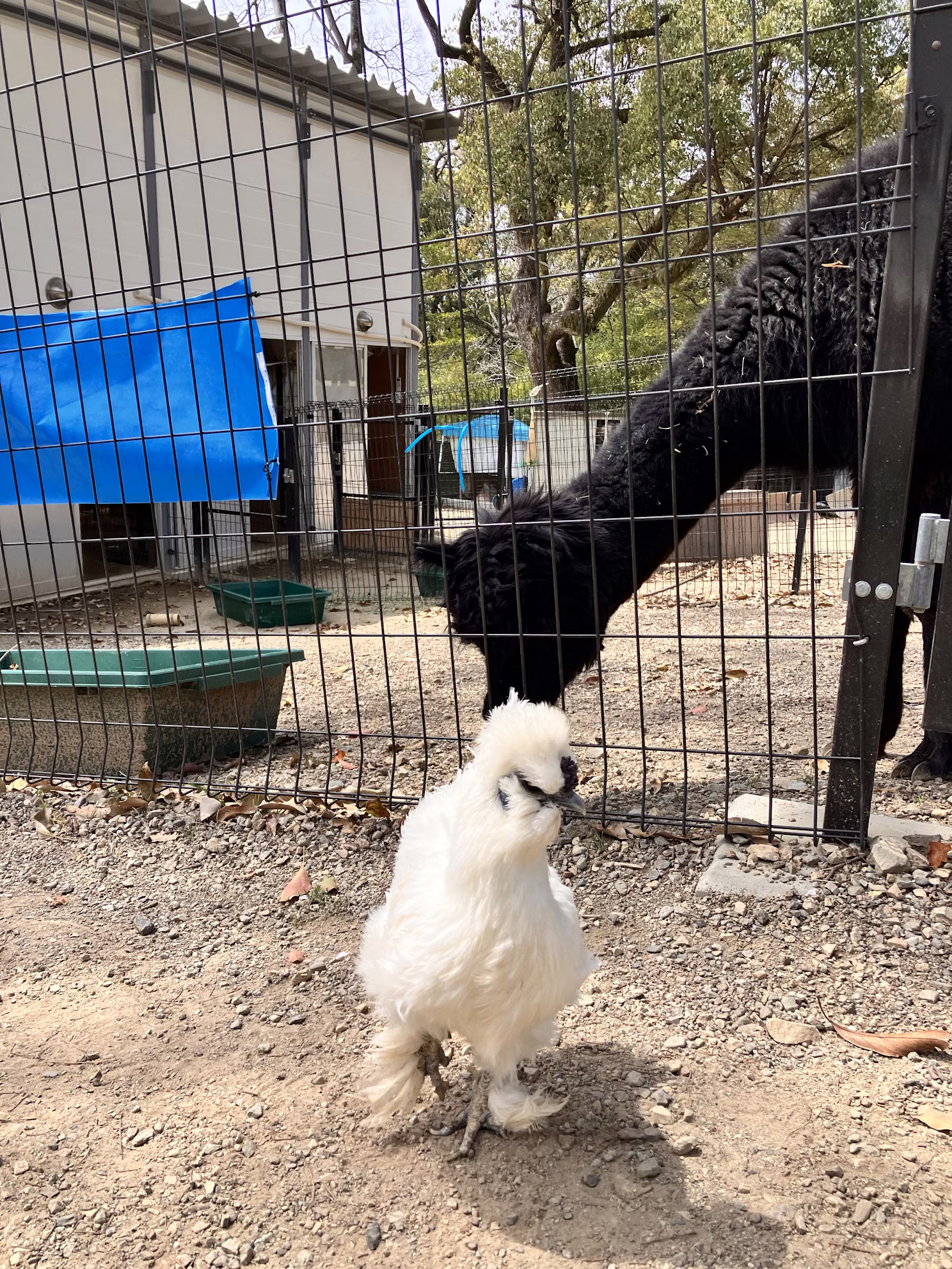 チャメちゃんありがとう