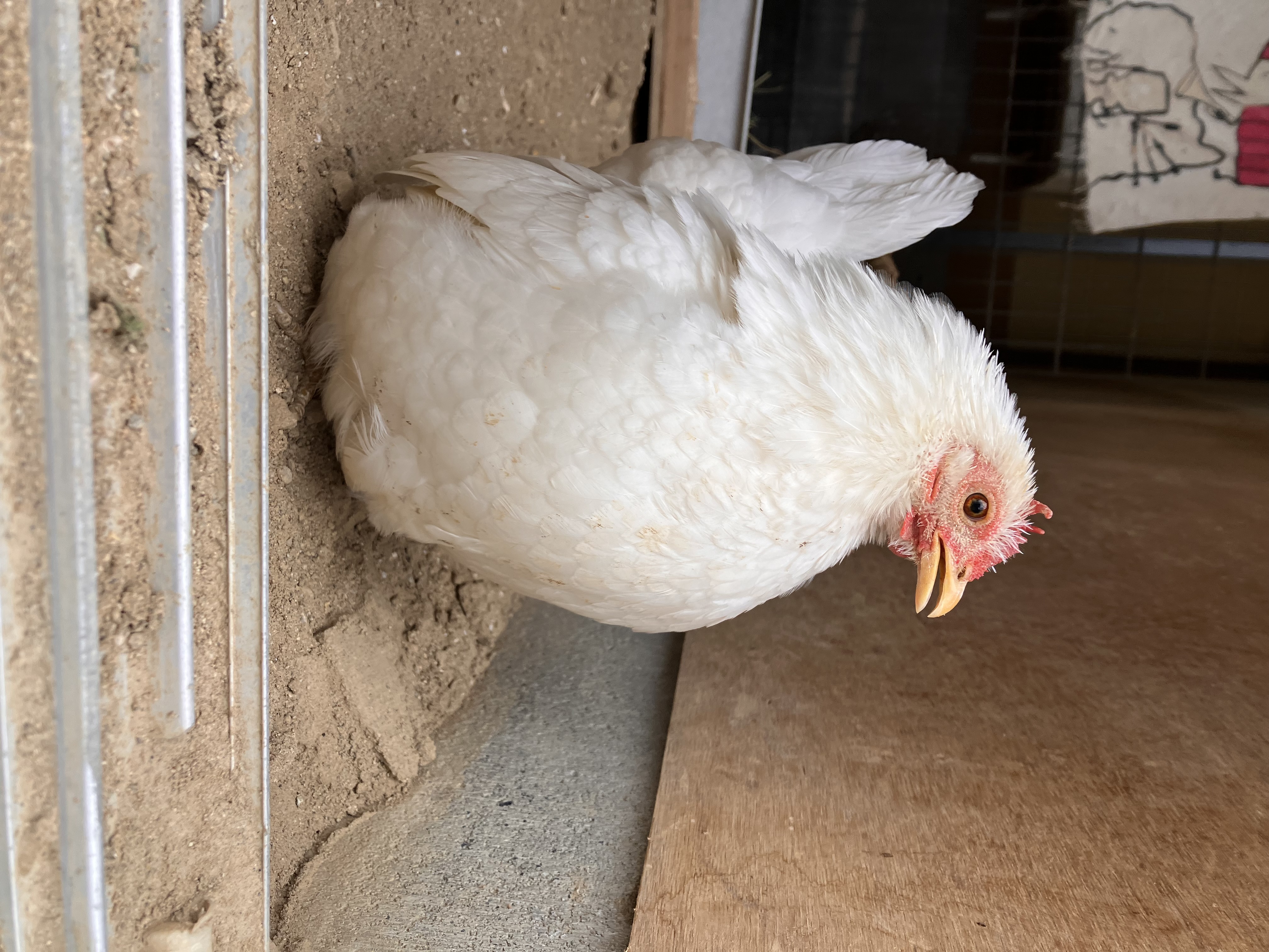 ニワトリの日！！