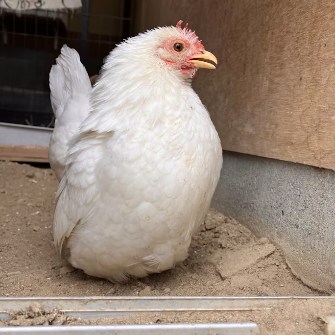 ニワトリの日!!