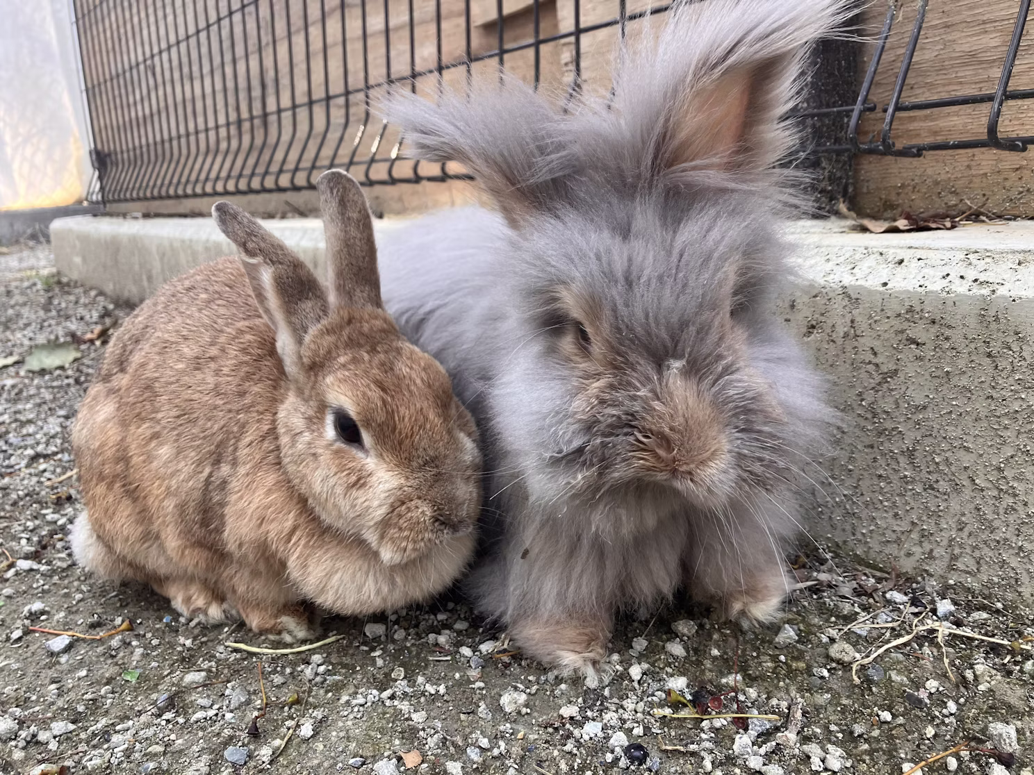 ウサギのクッキーについて
