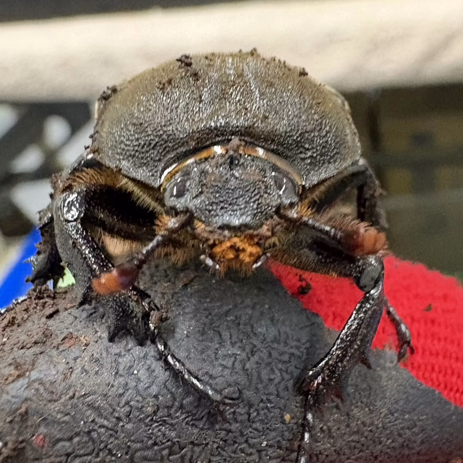 カブトムシたちをご紹介！