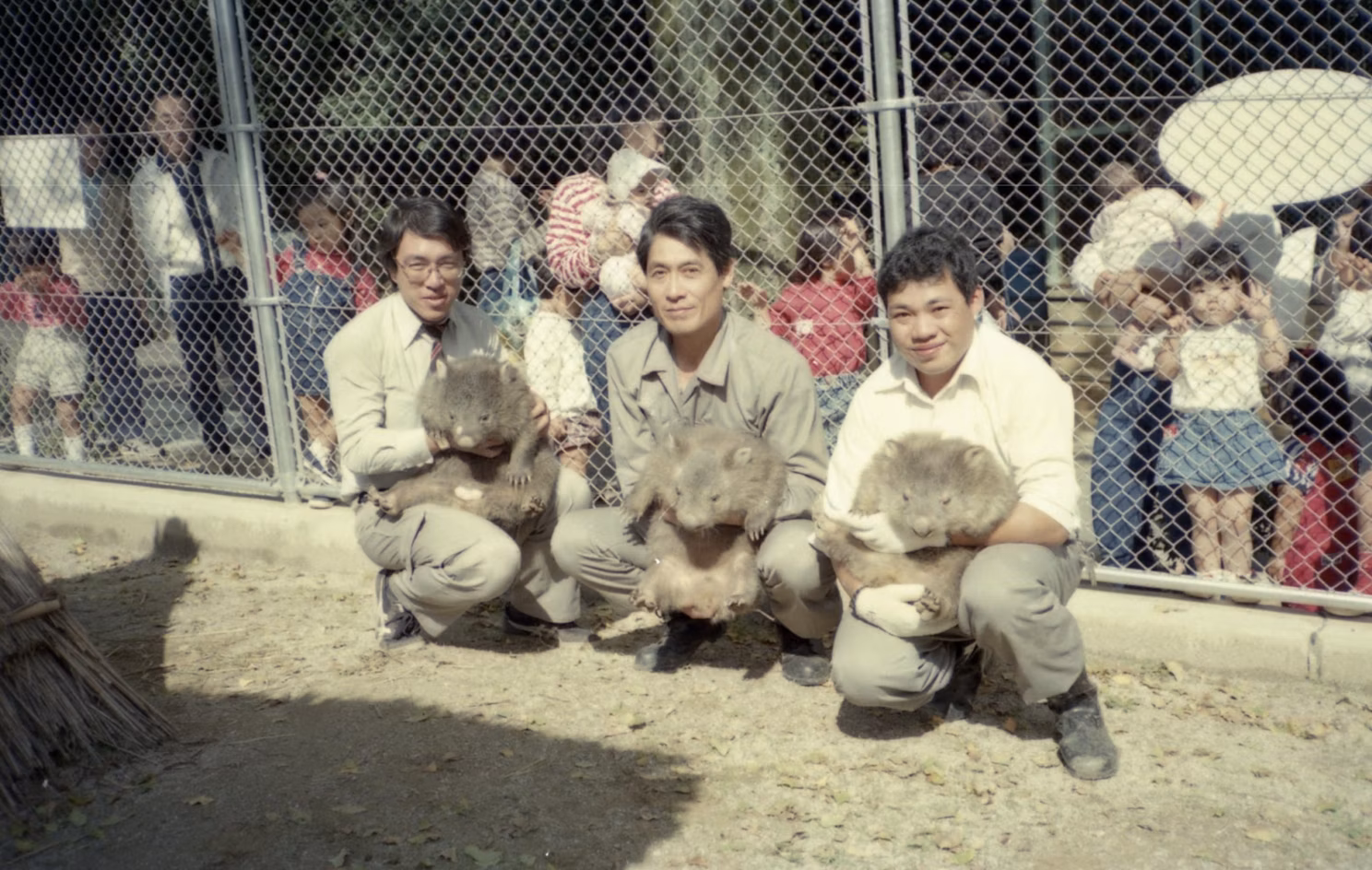 さつきやまDAYZOOに、２頭のウォンバットがやってきた！
