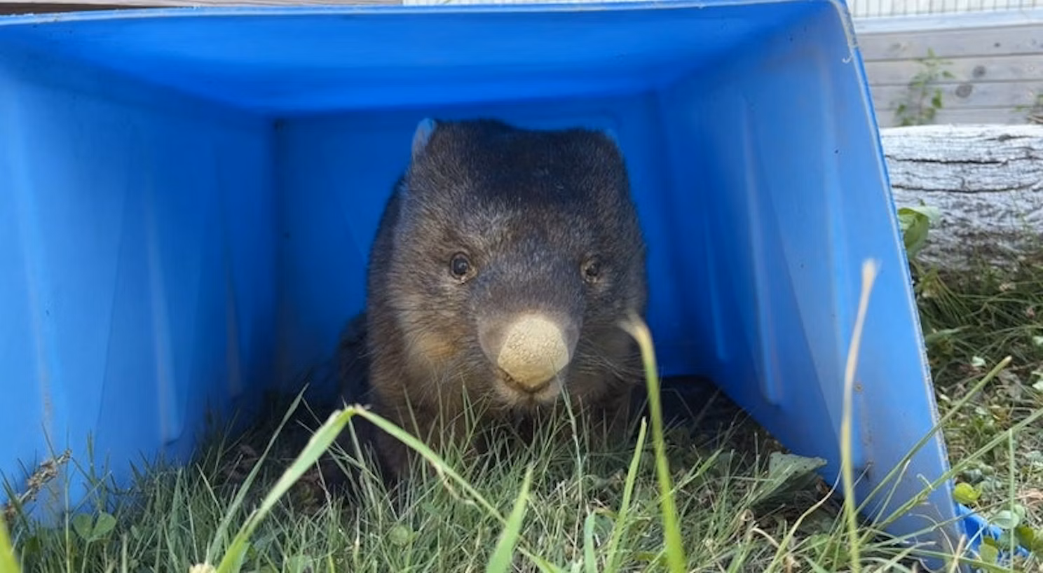 動物福祉ってなあに？