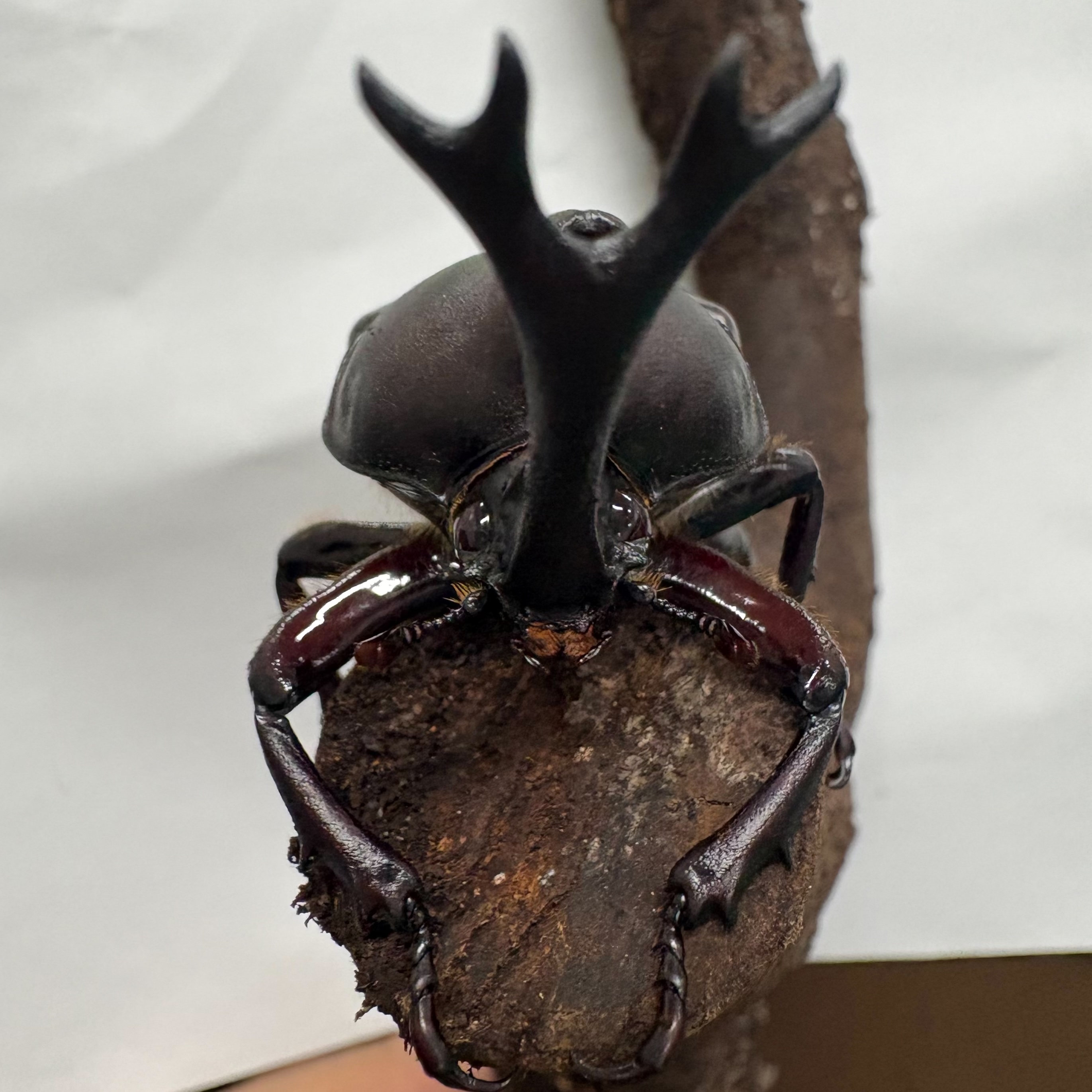 カブトムシたちをご紹介！