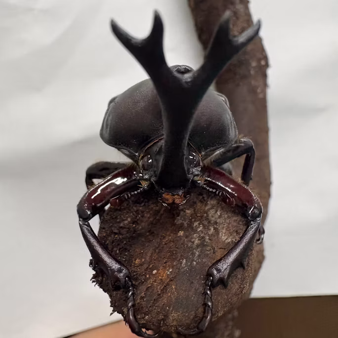 カブトムシたちをご紹介!