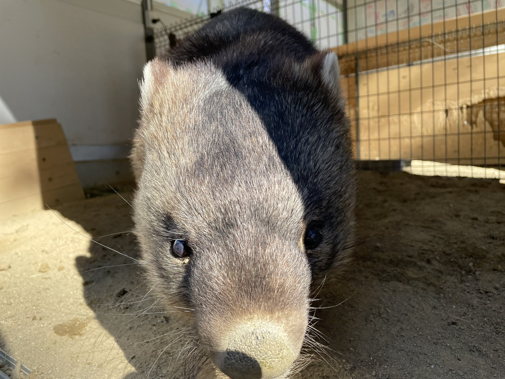 ワインとユキの、まるで夫婦な関係